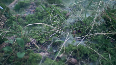 Smoke-creeping-over-moss-among-dry-twigs-and-cones.-Mist-over-green-sphagnum