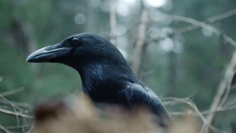 Black-raven-in-wild-nature.-Wild-animals-in-natural-habitat.-Feathered-dweller