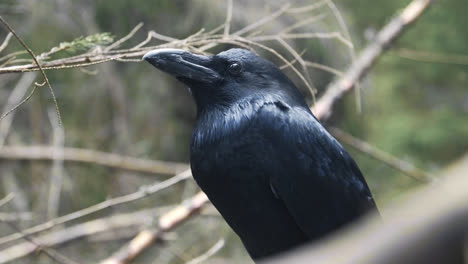 Black-crow-sitting-on-tree.-Wild-bird-in-nature.-Big-raven-watching-territory