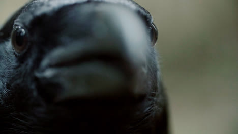 Black-raven-eyes-and-beak-macro.-Crow-looking-straight-into-camera