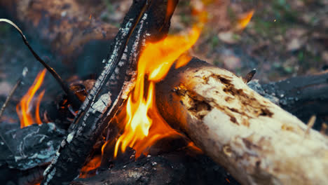 Bonfire-in-forest.-Hot-coals-and-charred-logs-in-burning-fire