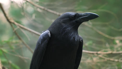Cuervo-Negro-Con-Pico-Grande-Buscando-Presas.-Animal-Salvaje-En-Hábitat-Natural