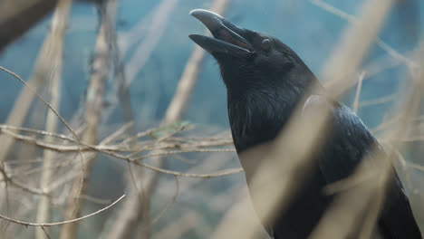Black-raven-with-open-beak-sitting-among-branches-of-tree.-Black-crow-portrait
