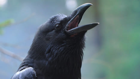 Birdlife-in-wild-nature.-Black-raven-closeup.-Crow-screaming-in-forest