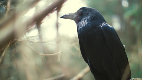 Black-raven-sitting-on-tree-examining-something-below.-Feathered-forest-dweller