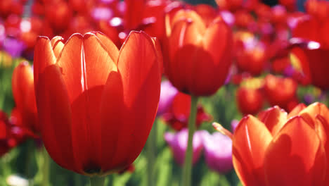 Rote-Tulpenknospen-Auf-Blumenbeet.-Nahaufnahme-Roter-Tulpen,-Die-Im-Frühlingsgarten-Blühen