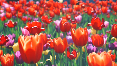 Rote-Tulpe-Blüht-Auf-Einem-Blumenbeet.-Nahaufnahme-Eines-Farbenfrohen-Tulpenblumenbeets-Im-Garten