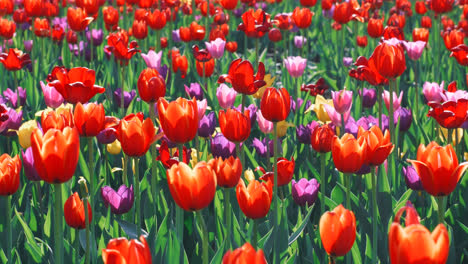 Tulip-field-in-summer-day.-Multicolored-tulip-blooming-on-flower-bed-in-garden