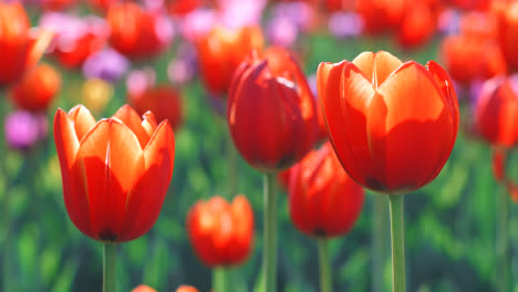 Capullos-De-Tulipanes-Rojos-En-El-Campo-De-Flores-En-Primavera.-Cerrar-Tulipán-Rojo-En-La-Cama-De-Flores