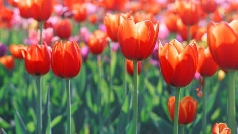 Beautiful-tulip-field-blooming-in-garden.-Close-up-colorful-tulip-on-flower-bed