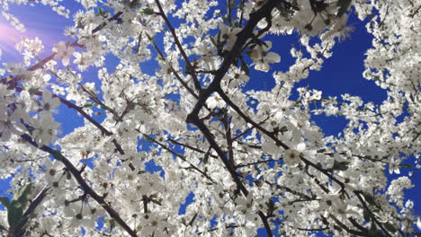 Blumen-Auf-Zweigen-Blühende-Kirschbäume-Auf-Blauem-Himmelshintergrund-Im-Sonnigen-Garten