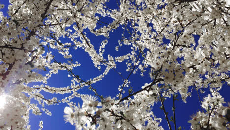 Kirschblüte-Auf-Blauem-Himmelshintergrund.-Nahaufnahme-Eines-Blühenden-Apfelbaums-Im-Sonnenschein