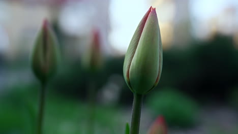 Green-tulips-blooming-in-start-spring.-Cold-weather-in-spring-garden.