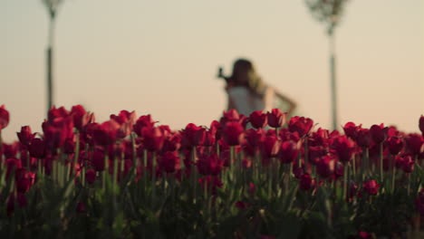 Back-view-of-female-musician-in-tulip-field.-Unknown-girl-playing-cello-in-park.