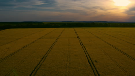 Aerial-view-wheat-field-with-road-lines-at-sunset-sky.-Drone-yellow-rape-field