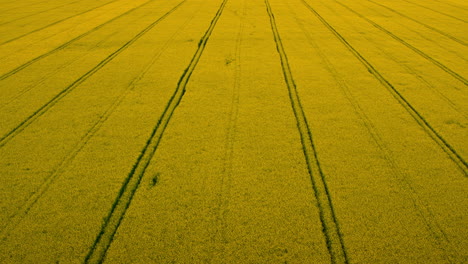 Top-view-yellow-rapes-field-with-road-lines.-Plantation-rapeseed-field-blossom