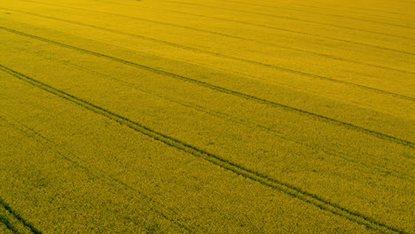 Aerial-view-yellow-grain-field.-Ripened-wheat-field.-Agricultural-landscape