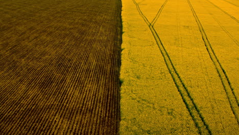 Top-view-brown-wheat-field-and-yellow-rapes-field.-Two-cereal-grain-fields