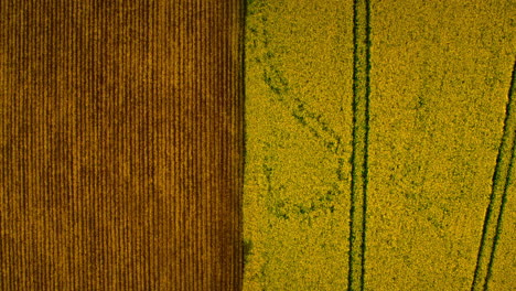 Top-view-two-contrast-fields-at-agricultural-landscape.-Yellow-field-brown-field