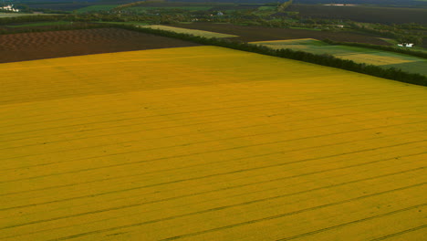 Aerial-view-wheat-field-at-countryside.-Birds-eye-view-yellow-rapeseed-field