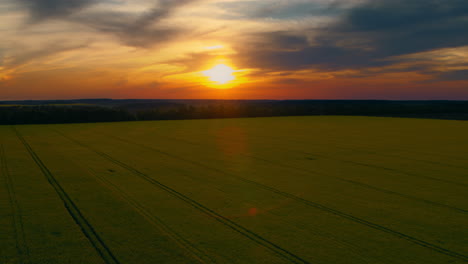 Drohnenaufnahme-Eines-Wunderschönen-Sonnenuntergangs-Im-Rapsfeld-Im-Sommer.-Dramatischer-Abendhimmel