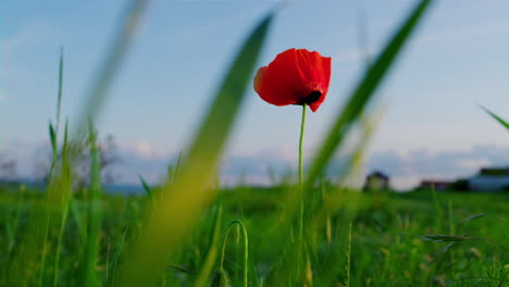 One-red-poppy-flower-blooming-green-grass-field-landscape.-Red-papaver-growing