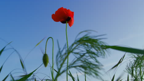 Red-poppy-flower-swaying-wind-at-blue-sky.-Abstract-beauty-nature-background