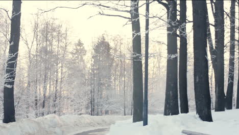 Winterpark.-Verschneite-Szene-Im-Winterpark.-Bäume-Mit-Schnee-Bedeckt