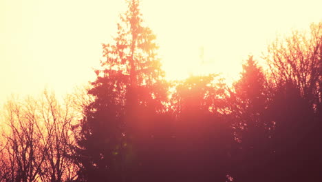 Bäume-Silhouette-Bei-Sonnenuntergang-Im-Wald.-Wald-Silhouette-Bei-Sonnenuntergang-Im-Herbst