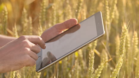 Männliche-Hand-Berührt-Tablet-Computer-In-Weizenähren.-Agrartechnologie