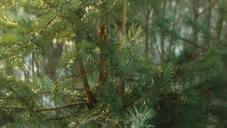 Pine-tree-needle-leaves.-Nature-background.-Green-pine-branches.-Pine-background