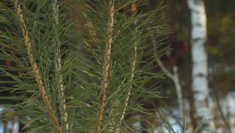 Pine-needles.-Closeup.-Pine-tree.-Young-pine-needle-branch-and-old-pine-tree