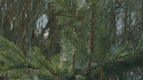 Evergreen-tree-in-winter-forest.-Pine-needle-on-branches-of-pine-tree