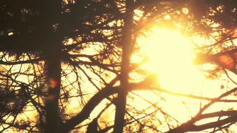 Zweige-Silhouette-Bei-Sonnenuntergang.-Natur-Hintergrund.-Hintergrundbeleuchtung-Äste
