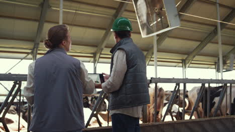 Cowshed-workers-talking-animals-feedlots-together.-Farming-managers-at-work.