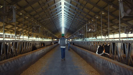 Animal-farmer-walking-aisle-cowshed-rear-view.-Workers-inspect-cattle-feedlots.